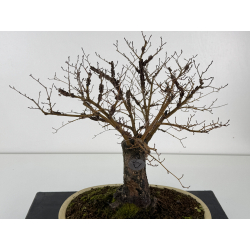 Ulmus -olmo- minor suberosa I-8370 vista 2