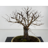 Ulmus -olmo- minor suberosa I-8370 vista 2