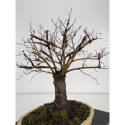 Ulmus minor suberosa I-8370 view 3