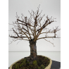 Ulmus -olmo- minor suberosa I-8370 vista 3