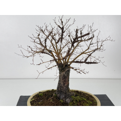 Ulmus -olmo- minor suberosa I-8370 vista 4