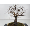 Ulmus -olmo- minor suberosa I-8370 vista 4