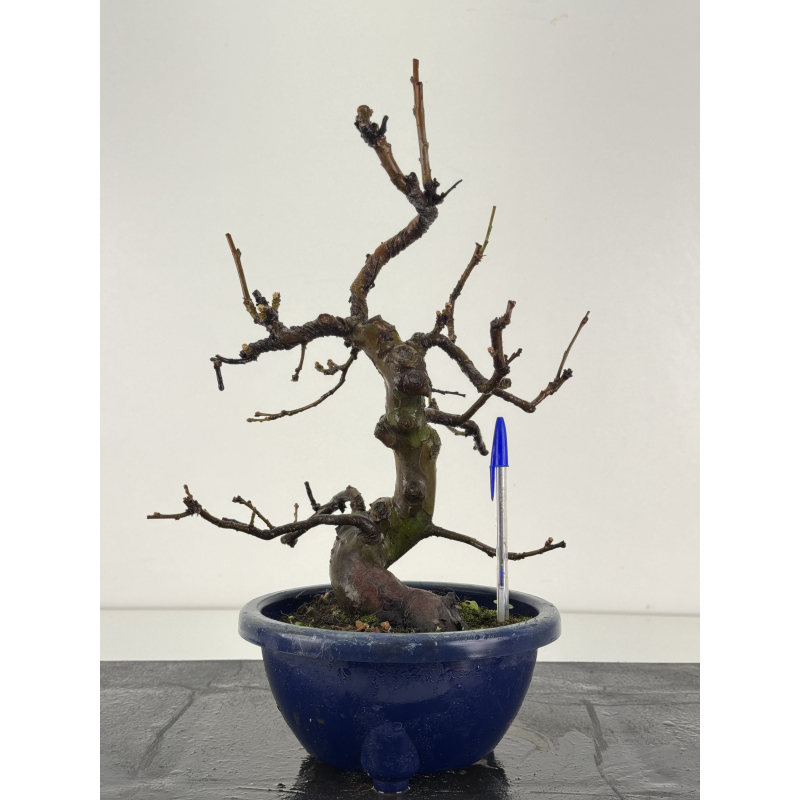 Pseudocydonia sinensis I-8367