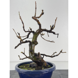 Pseudocydonia sinensis I-8367 view 3