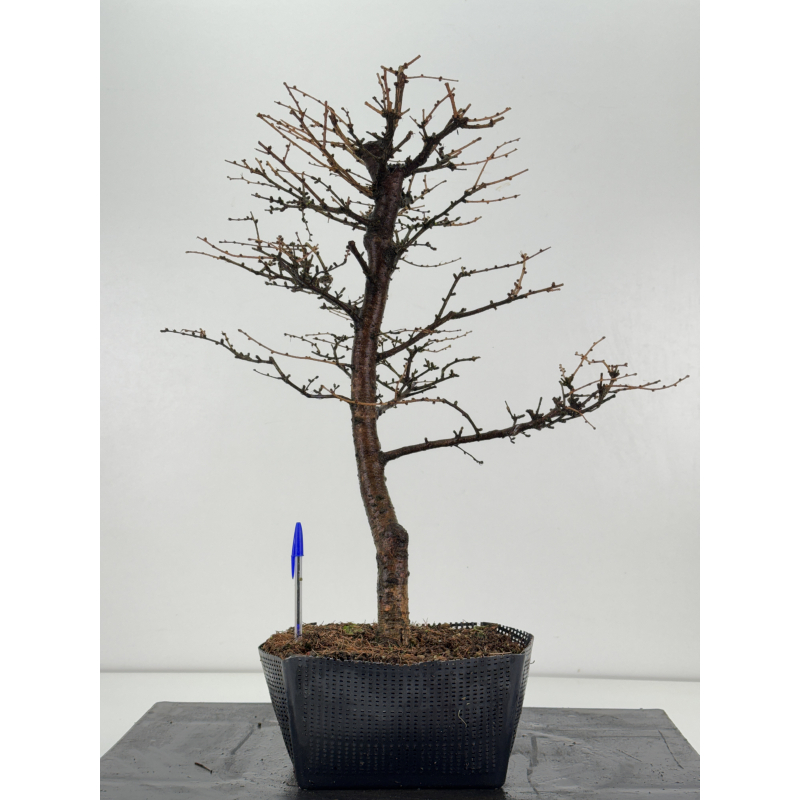 Larix decidua -alerce europeo- I-8371