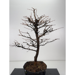 Larix decidua -alerce europeo- I-8371 vista 3