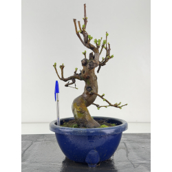 Pseudocydonia sinensis I-8368