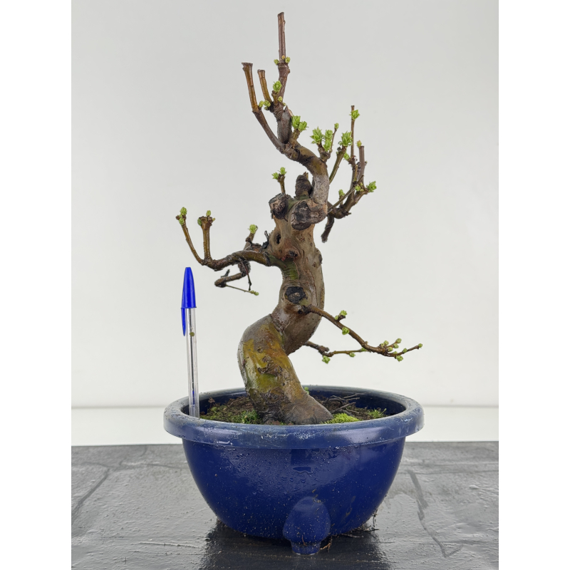 Pseudocydonia sinensis I-8368