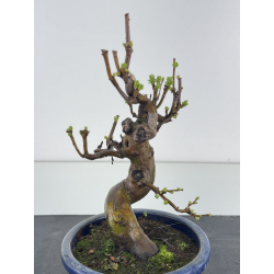 Pseudocydonia sinensis I-8368 view 2