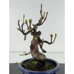 Pseudocydonia sinensis I-8368 view 3