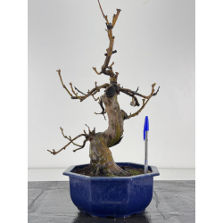 Pseudocydonia sinensis I-8369