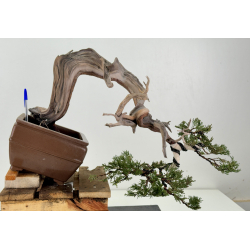 Juniperus sabina A01602