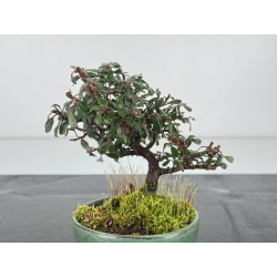 Cotoneaster I-8374 view 2