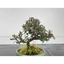 Cotoneaster I-8374 view 3