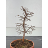 Zelkova serrata I-8373 vista 2