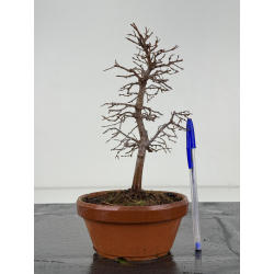 Zelkova serrata I-8373