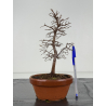 Zelkova serrata I-8373