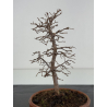 Zelkova serrata I-8373 vista 3