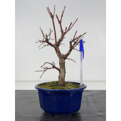 Acer palmatum deshojo I-8375
