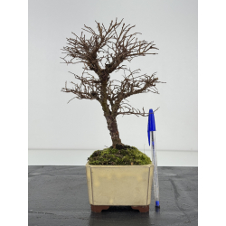 Ulmus parvifolia I-8376