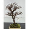 Ulmus parvifolia I-8376 vista 2