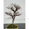 Ulmus parvifolia I-8376 vista 3