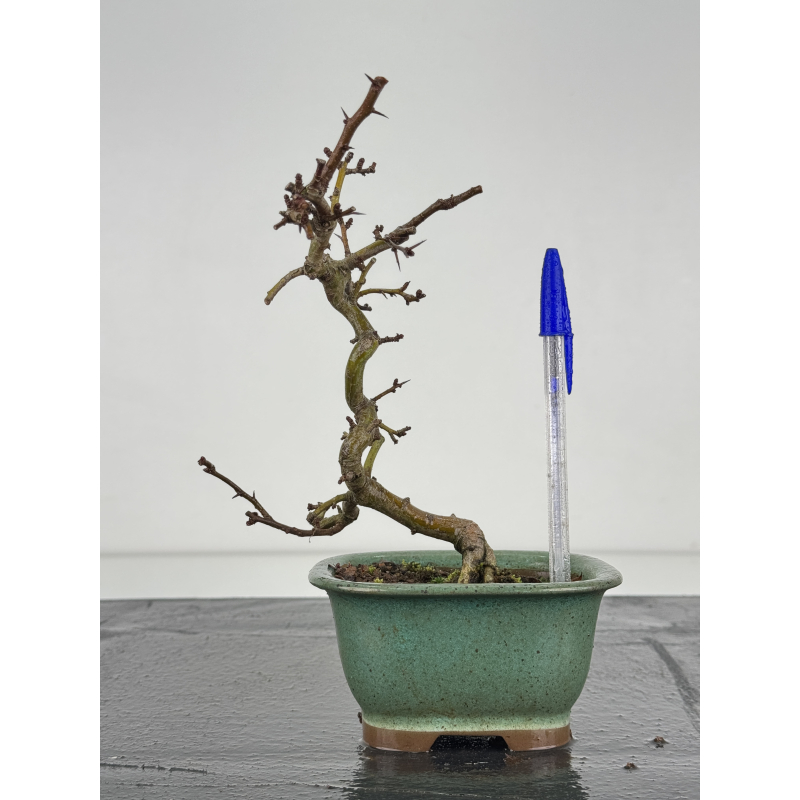 Crataegus cuneata  I-8377