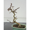 Crataegus cuneata -espino japonés- I-8377 vista 2