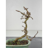 Crataegus cuneata -espino japonés- I-8377 vista 3