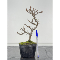 Chaenomeles chojubai I-8378