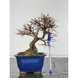 Ulmus parvifolia I-8382