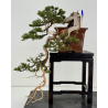 Juniperus sabina -sabina rastrera- A01604