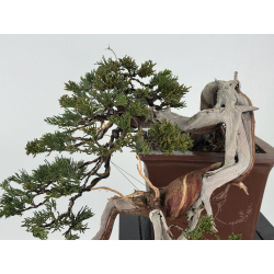 Juniperus sabina A01604 view 2