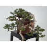 Juniperus sabina A01604 view 3