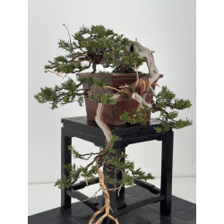 Juniperus sabina A01604 view 4