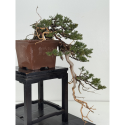 Juniperus sabina A01604 view 5