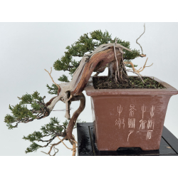 Juniperus sabina A01604 view 6