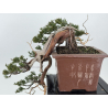 Juniperus sabina -sabina rastrera- A01604 vista 6