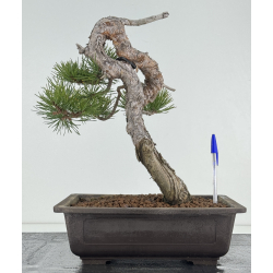 Pinus sylvestris -pino s. europeo- I-8383
