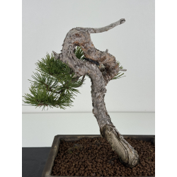 Pinus sylvestris I-8383 view 2