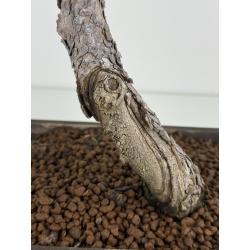 Pinus sylvestris I-8383 view 3