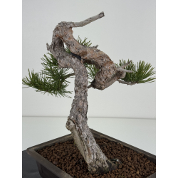 Pinus sylvestris I-8383 view 4