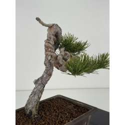 Pinus sylvestris I-8383 view 5
