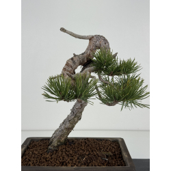 Pinus sylvestris I-8383 view 6