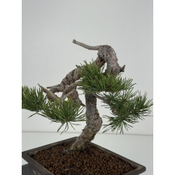 Pinus sylvestris I-8383 view 7