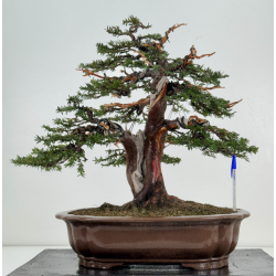 Taxus baccata I-8384