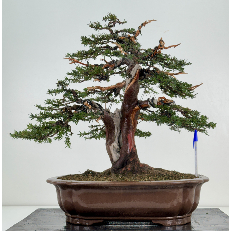 Taxus baccata I-8384