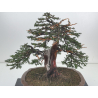 Taxus baccata I-8384 view 2