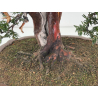 Taxus baccata I-8384 view 3