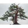Taxus baccata I-8384 view 4